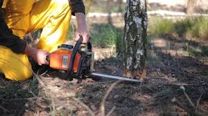 Trusted Union Grove, WI Tree Care Experts